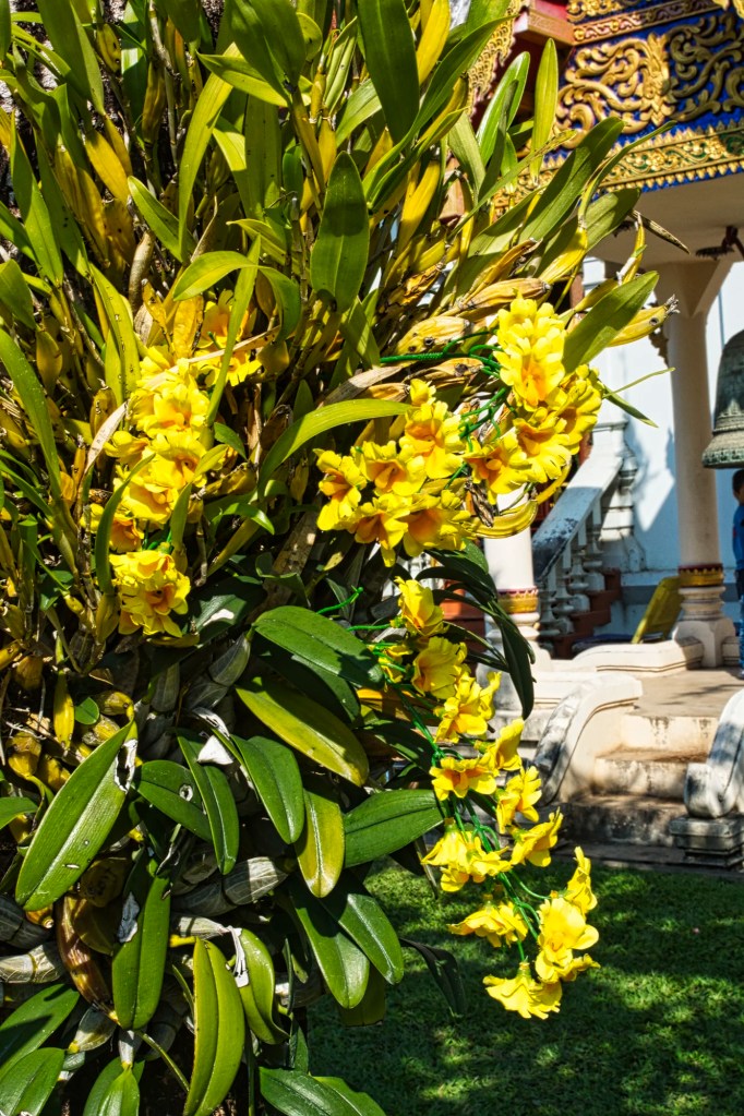 Wat Phra Singh Cattleya Orchids, Chiang Mai