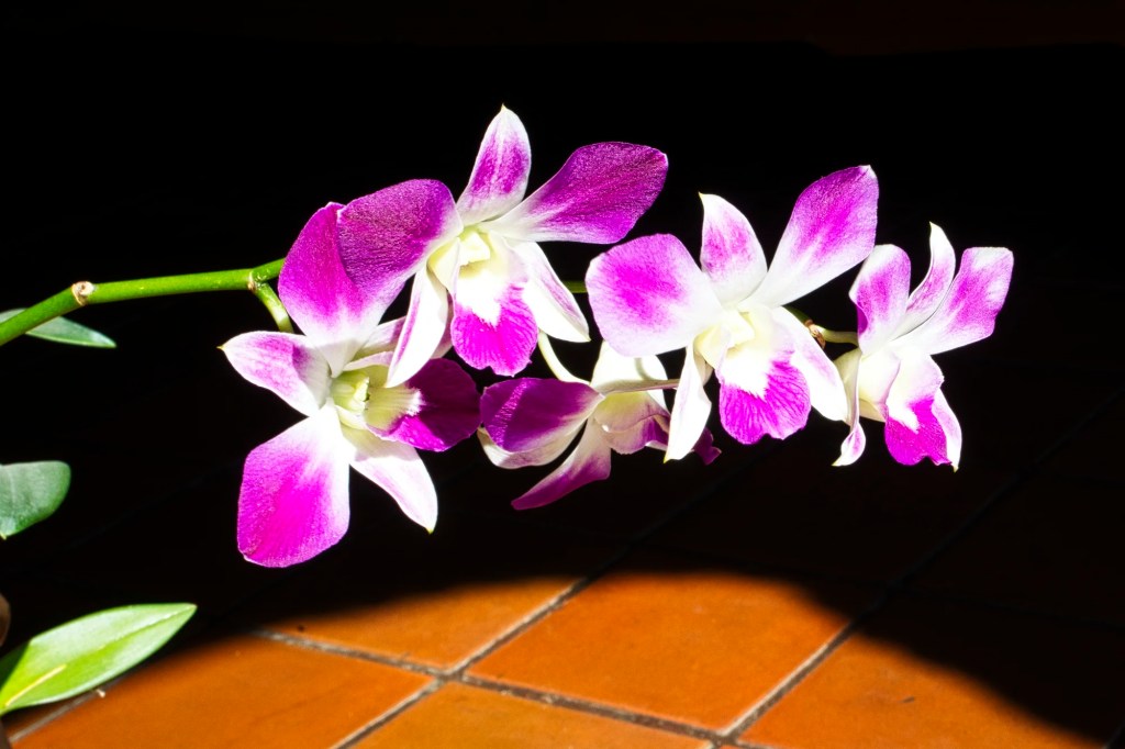 Wat Lok Moli Orchids, Chiang Mai