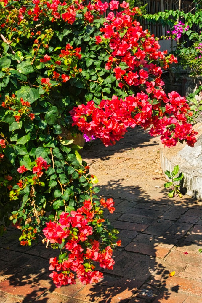 Wat Buppharam Flowers, Chiang Mai