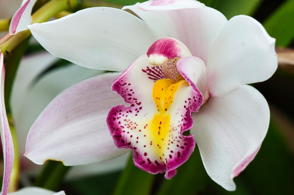 Ruby-lipped Cattleya orchid, Orchid Farm, Chiang Mai