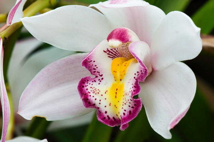 Ruby-lipped Cattleya orchid, Orchid Farm, Chiang Mai