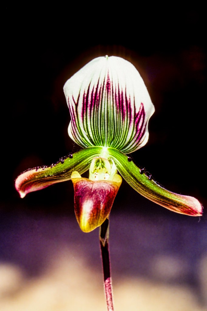 Ward’s paphiopedilum, Orchid Farm, Chiang Mai