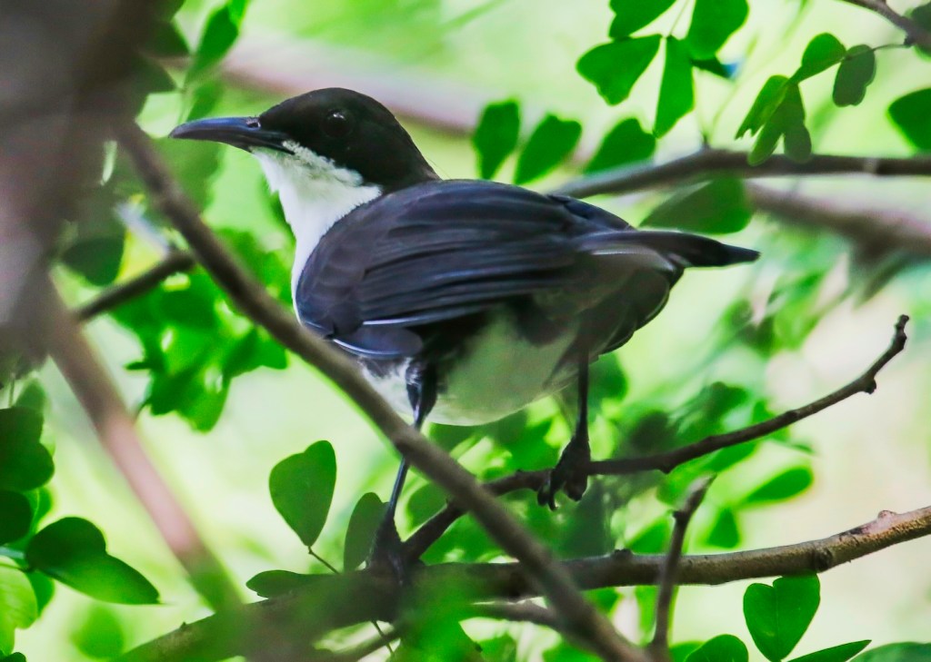 White-breasted Thrasher, Praslin, St Lucia